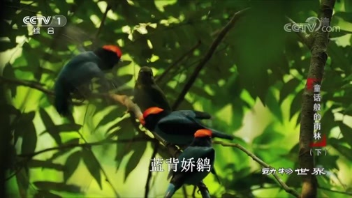 动物世界 《动物世界》 20180830 童话般的雨林（下）