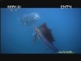 人与自然 《人与自然》 20121031 自然发现 生命——海阔凭鱼跃