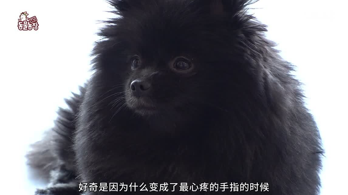 动物农场2020 悬崖上的小狗