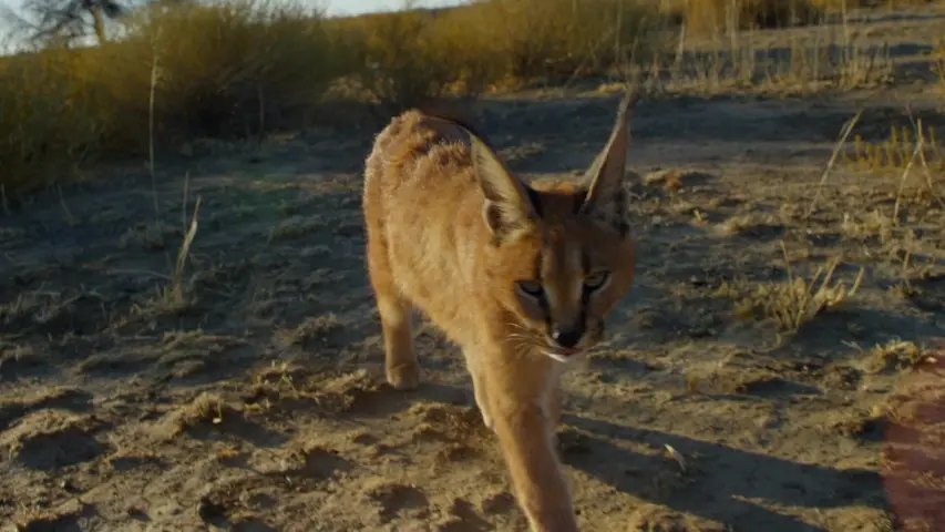 《大猫的科学》第1集