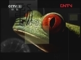 动物世界 《动物世界》 20120302
