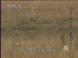 动物世界 动物世界 大型猫科动物日记家族史（一）