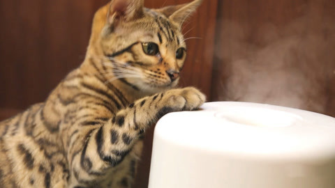 喵客帝国 暴走豹猫大战空气加湿器