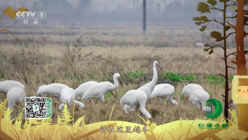 秘境之眼 《秘境之眼》 白鹤 20221207