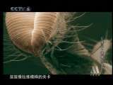 动物世界 动物世界 苍蝇大战（下）