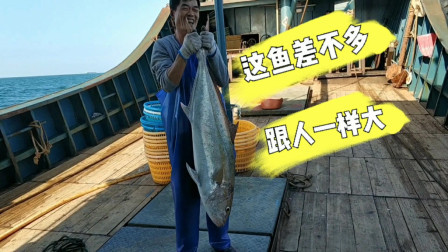 南澳岛赶海日记 出海捕鱼收获巨型大海鱼，足足50多斤一米多长，连渔民都笑开了花