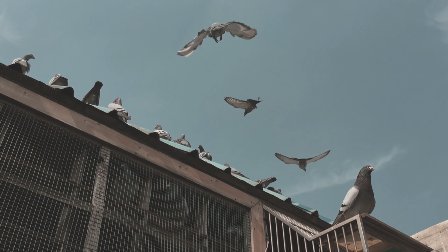 二更视频 魔都大叔的特殊爱好 在家养一群会飞的