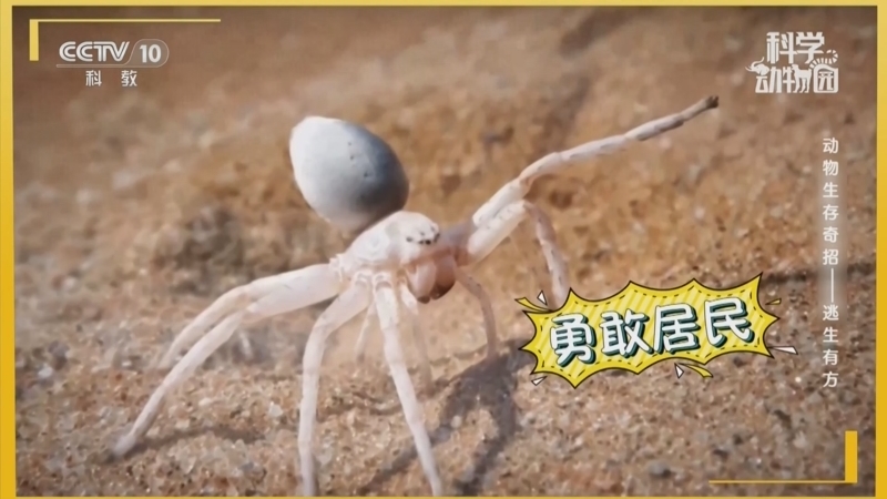 《科学动物园》 20260413 动物生存奇招——逃生有方