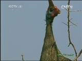 人与自然 《人与自然》 20130328 自然故事 风雨豹影（下）