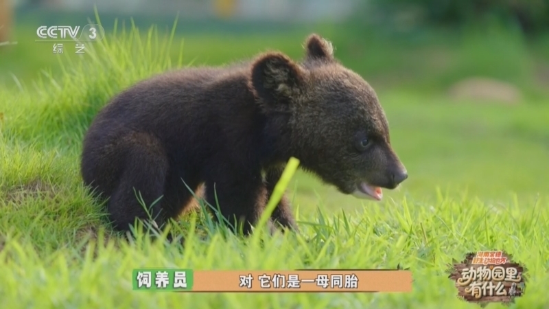动物园里有什么 《动物园里有什么》 20260417