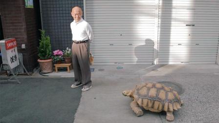 半岛奇闻 日本老人把乌龟当儿子养了19年 每天都带着140斤的龟儿子上街散步！