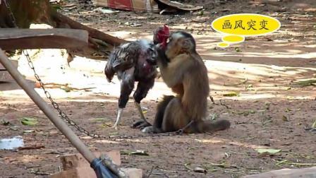 聊斋怪谈 猴子跟一只鸡干架打着打着画风突变直接亲