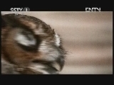 动物世界 《动物世界》 20120824