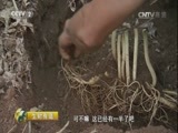 生财有道 《生财有道》 20161012 咱们家乡有特产（秋收系列）——走进集安 寻访特产