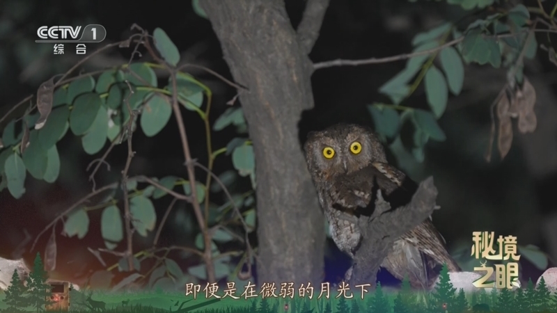 秘境之眼 《秘境之眼》 红角鸮 20250612