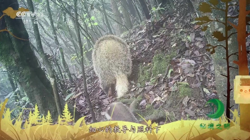 秘境之眼 《秘境之眼》 猪獾 20230521