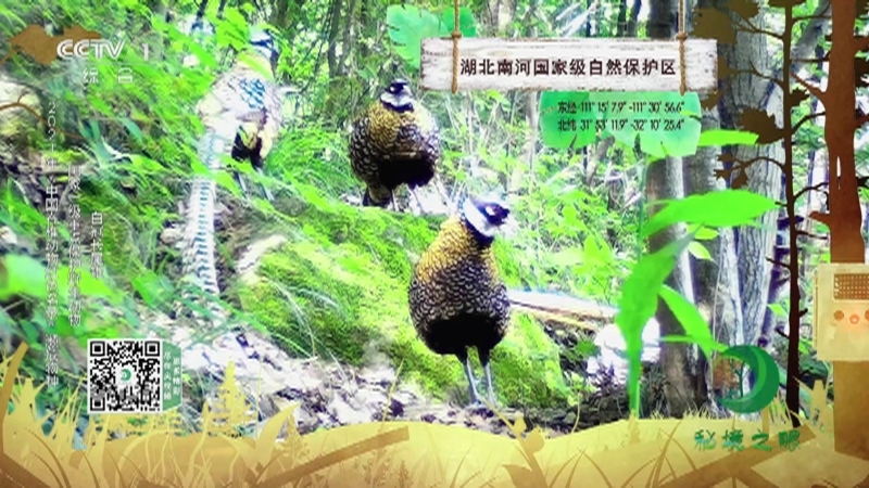 秘境之眼 《秘境之眼》 白腹锦鸡/红腹角雉/黄腹角雉/白冠长尾雉 20221009