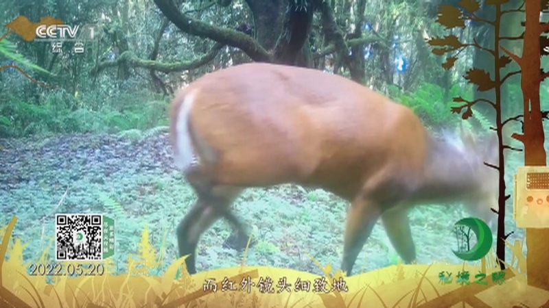 秘境之眼 《秘境之眼》 赤鹿 20230118