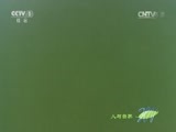 人与自然 《人与自然》 20141128 自然发现：捕食者的本能-利嘴钢牙（上）
