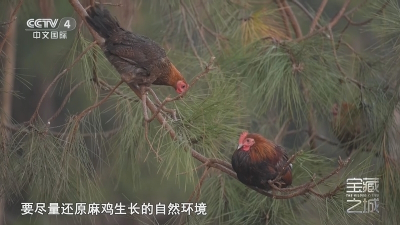 远方的家 《远方的家》 20251231 宝藏之城 崇理爱仁 有凤来仪