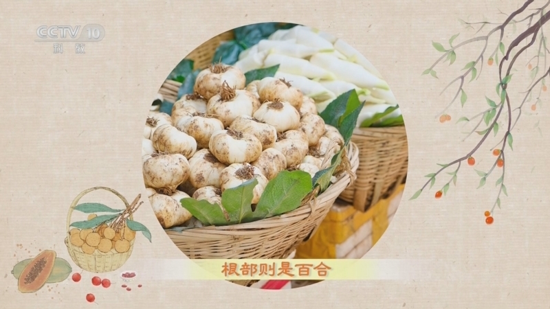 百家讲坛 《百家讲坛》 20240203 舌尖上的养生 3 圣洁祥瑞是百合
