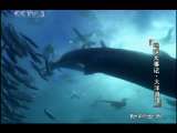 动物世界 动物世界 2010年 第135期