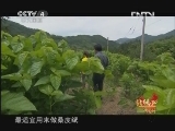 远方的家 《远方的家》 20130402 特别节目