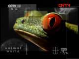 动物世界 《动物世界》 20110904