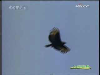 人与自然 人与自然 雕爪捕猴