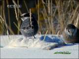 人与自然 人与自然 2010年 第24期
