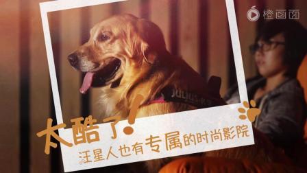 太酷了 汪星人也有自己的时尚电影院了 34