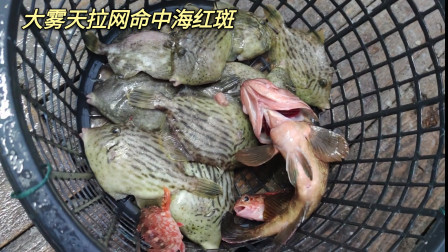南澳岛赶海日记 彪哥大雾天在外海拉网，可见度不到3米，捕获海红斑跟够多剥皮鱼
