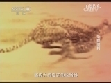 自然传奇 《自然传奇》 20140414 动物健将