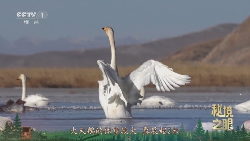 秘境之眼 《秘境之眼》 大天鹅 20251130