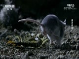 自然传奇 《自然传奇》 20171104 搏击现场