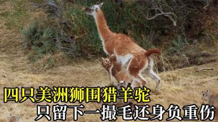 美洲狮围猎羊驼，却被羊驼反杀踩成重伤，只留下漫天羊毛