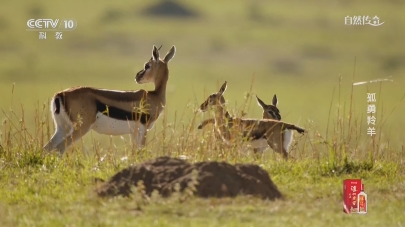 自然传奇 《自然传奇》 20260721 孤勇羚羊