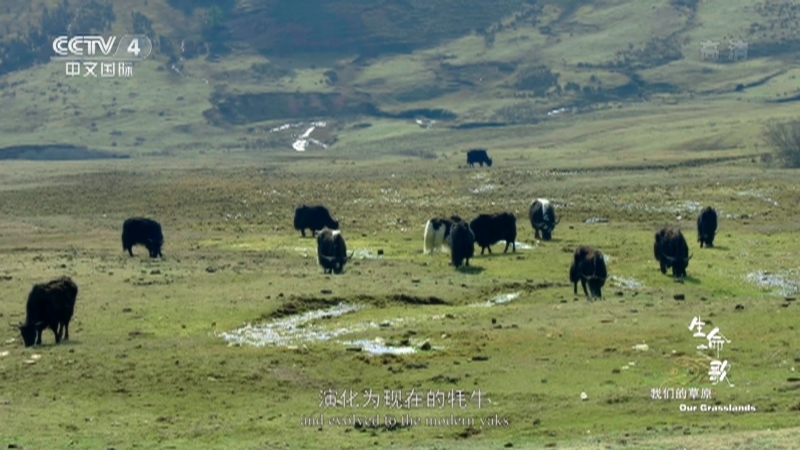 《生命之歌》 第6集 我们的草原