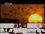 自然传奇 《进化》飞行 自然传奇20110404
