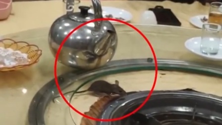 广东一餐厅老鼠上桌乱窜 现场画面曝光
