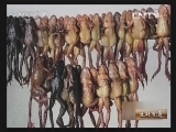 生财有道 《生财有道》 20131010 局长下海养林蛙