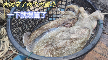 南澳岛赶海日记 彪哥外海放大网抓大货，捕到两个大墨斗要超过十斤，两个就爆筐了
