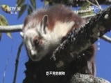地理中国 《地理中国》 20161226 岭谷奇木·后河奇树