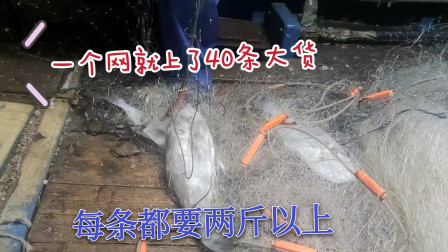南澳岛赶海日记 彪哥出外海捕鱼大丰收，一个网就捕到了40条大货，每条都2斤以上