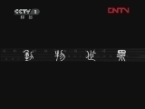 动物世界 《动物世界》 20120103