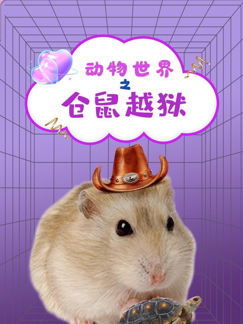 动物世界之仓鼠越狱