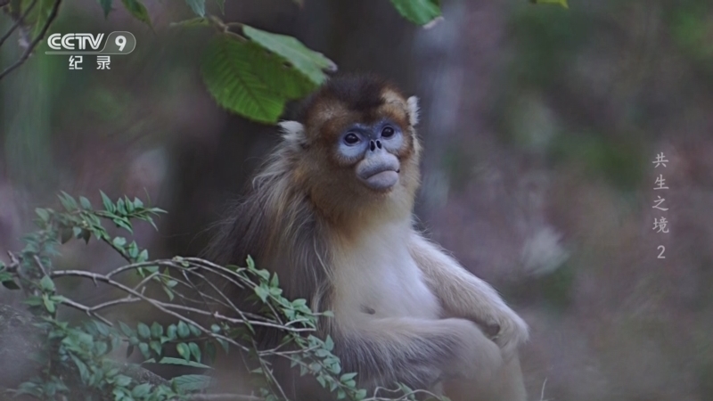 《共生之境 大熊猫国家公园唐家河片区》 第2集