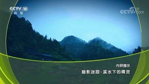 地理中国 《地理中国》 20190831 暗影迷踪·溪水下的精灵