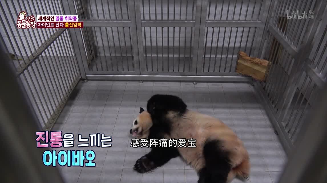 动物农场2020 熊猫二世分娩现场