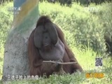 远方的家 《远方的家》 20150813 特别节目——暑假去游学（22）动物园奇遇记（下）